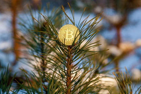 Golden coin Bitcoint on the top of the Christmas treeの写真素材