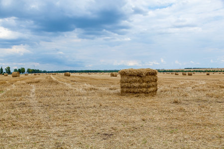 Round yellow haystacks are scattered in a chaotic manner on the field
