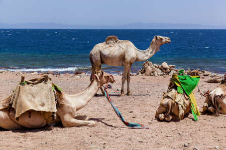 Caravan camels resting near the seaの写真素材