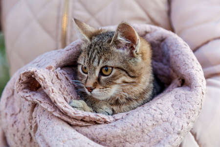 Girl on the street holds a cat wrapped in a pink plaid