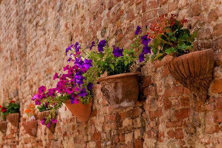 Flowers in clay pots on a stone wallの写真素材