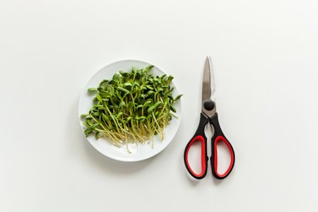 Green sunflower sprouts grown at home on a white background. The concept of healthy food, eco product, micro greens.の写真素材