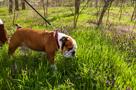 Red English British bulldog on a walk on a leash in a park on green grassの写真素材