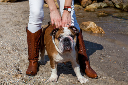 Red English British bulldog for a walk with the hostess near the seaの写真素材