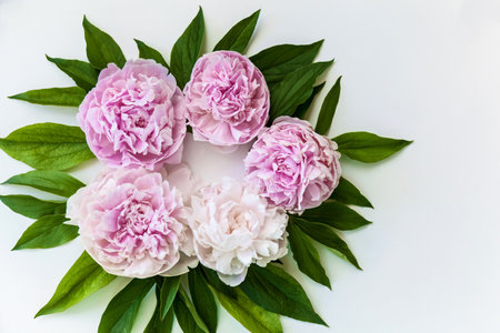 Pink peonies flowers with green leaves on white backgroundの写真素材