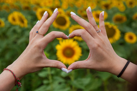 Beautiful female hands in the shape of a heart against the background of a field of sunflowers close-upの写真素材