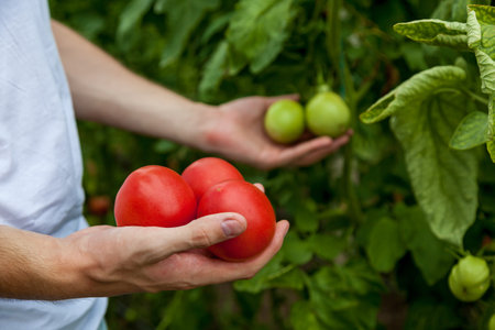 Man in white t-shirt holding three tomatoes against background of tomato beds close-upの写真素材