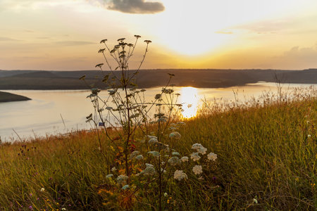 Delicate wildflowers in tall grass on a hill overlooking a calm river, glowing in the warm golden light of a peaceful sunset with distant hills in the backgroundの写真素材