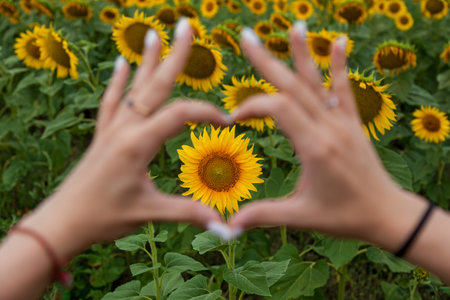 Beautiful female hands in the shape of a heart against the background of a field of sunflowers close-upの写真素材