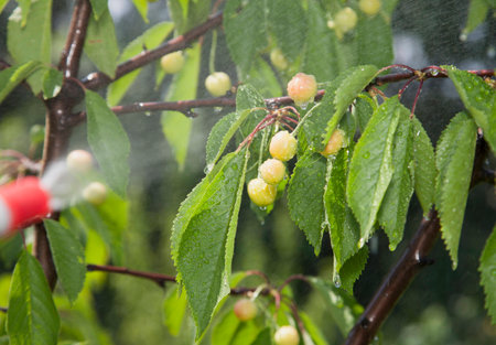 Device of spraying pesticide sprinkle liquid to unripe berries cherries from red nozzle.