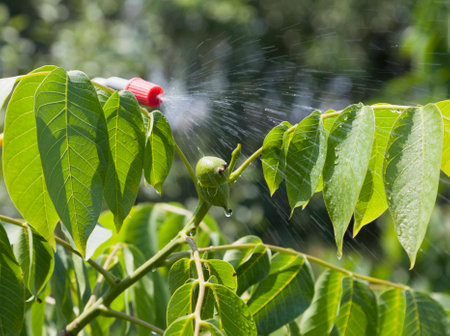 Device of spraying pesticide sprinkle liquid to unripe berries walnut from red nozzle.の写真素材