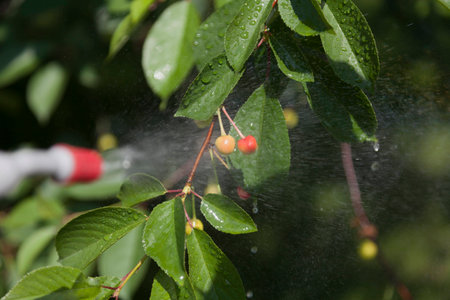 Device of spraying pesticide sprinkle liquid to unripe berries cherries from red nozzle.の写真素材
