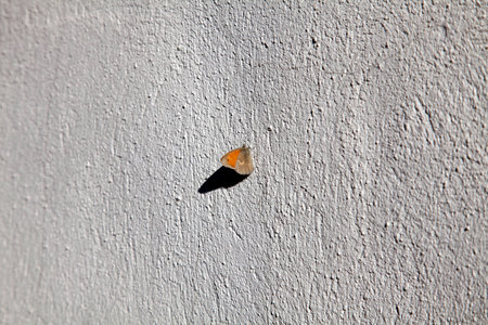 Butterfly Pearly Heath (Coenonympha arcania) on the wall of a summer evening.の写真素材