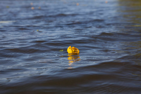Yellow Water-lilys on the water surface. One can see the reflections on a yellow flower and sky.の写真素材