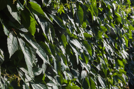 Background of green plants Parthenocissus tricuspidata Veitchii which is braided wall.