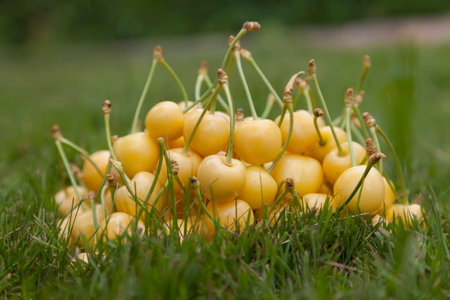 Bright yellow cherries close-up on green grass.