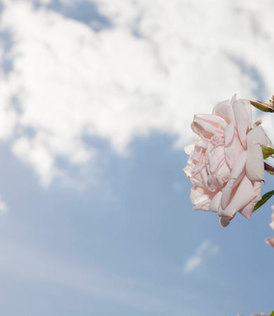 Rose on blue sky background in the summer.の写真素材
