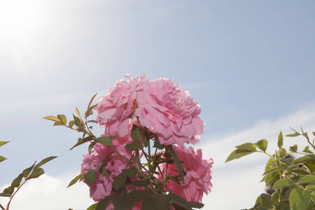 Very bright rose and green leaves on blue sky background in the summer.の写真素材