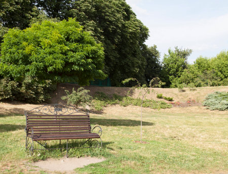 Bench in the park in the summer. Trees and roses at the background.の写真素材