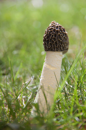 Brown morel mushroom in the green grass on sunbeam.の写真素材