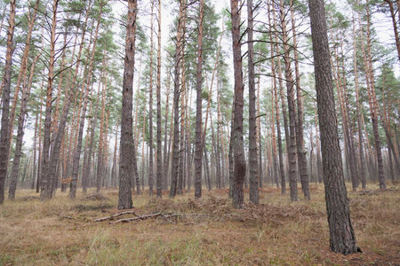 Bright summer coniferous forest. Tall trees, grass and dry branches.の写真素材