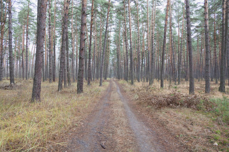 Bright summer coniferous forest. Tall trees, grass and dry branches.の写真素材