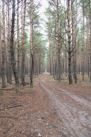 Bright summer coniferous forest. Tall trees, grass and dry branches.の写真素材