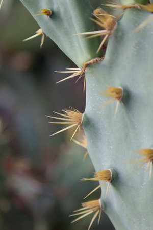 Cactus opuntia flowers macro thorns close-up.の写真素材
