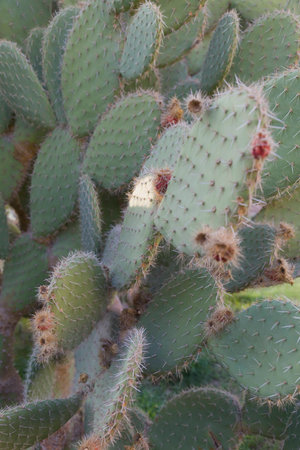 Cactus opuntia flowers flowers and fruits, clarity in the middle of the stem.の写真素材