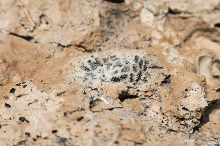 Fossil corals and shells of the Red Sea.の写真素材