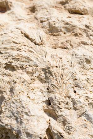 Fossil corals and shells of the Red Sea.の写真素材