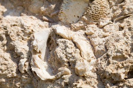 Fossil corals and shells of the Red Sea.の写真素材