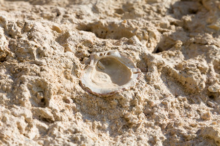 Fossil corals and shells of the Red Sea.の写真素材