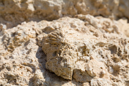 Fossil corals and shells of the Red Sea.の写真素材