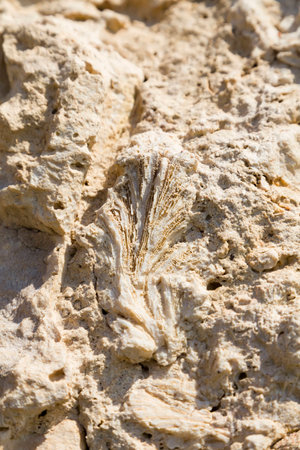 Fossil corals and shells of the Red Sea.の写真素材