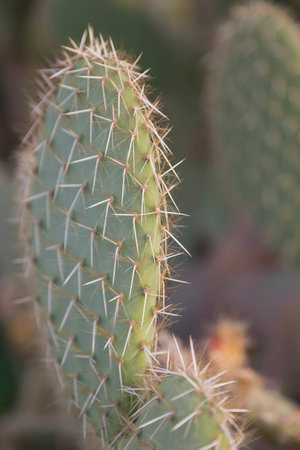 Cactus opuntia in the setting sunの写真素材