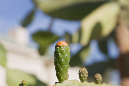 Cactus opuntia flowers on a background of blue sky. Kind of tree without thorns and small red bud flowers.の写真素材