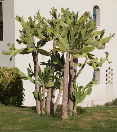 Cactus opuntia flowers on a background of white wall. Kind of tree without thorns and small red flowers.の写真素材