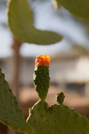 Cactus opuntia flowers on a background of blue sky. Kind of tree without thorns and small red flowers.の写真素材
