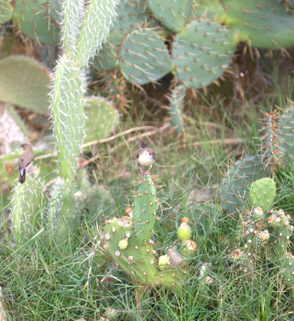 Birds on Cactus opuntia.の写真素材
