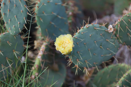 Cactus opuntia yellow flower.の写真素材
