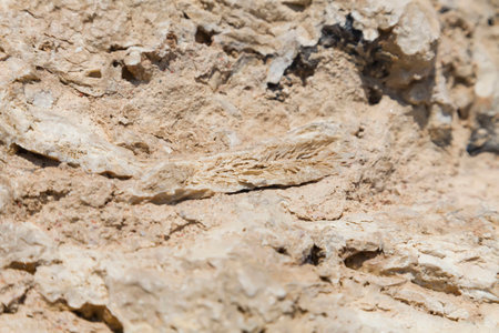 Fossil corals and shells of the Red Sea.の写真素材