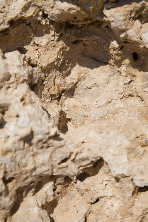 Fossil corals and shells of the Red Sea.の写真素材