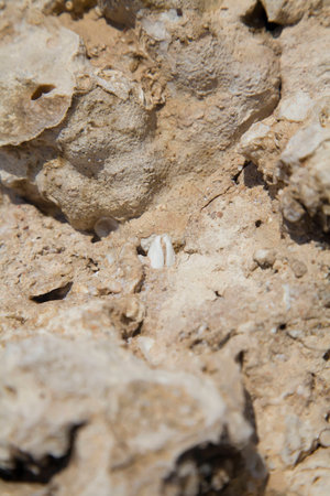 Fossil corals and shells of the Red Sea.