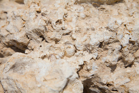 Fossil corals and shells of the Red Sea.の写真素材