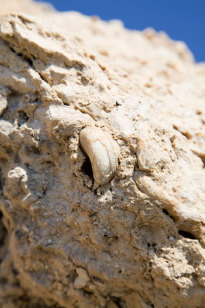 Fossil corals and shells of the Red Sea.