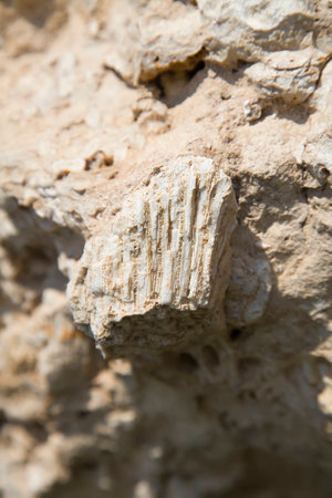 Fossil corals and shells of the Red Sea.の写真素材