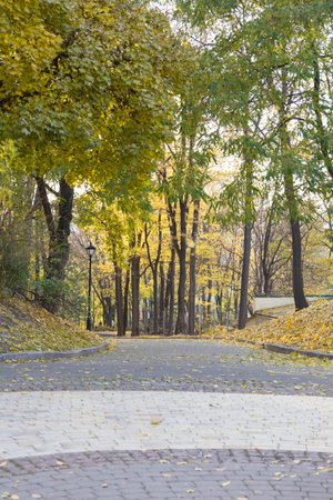 Bushes and trees in the autumn.の写真素材