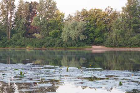 Trees on the bank of the river paint red by sunrise. Above water the fog lifted. Blurred yellow lilies at foreground.の写真素材