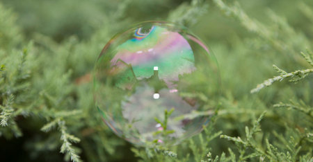 Rainbow soap bubble on green on juniper bush background.の写真素材